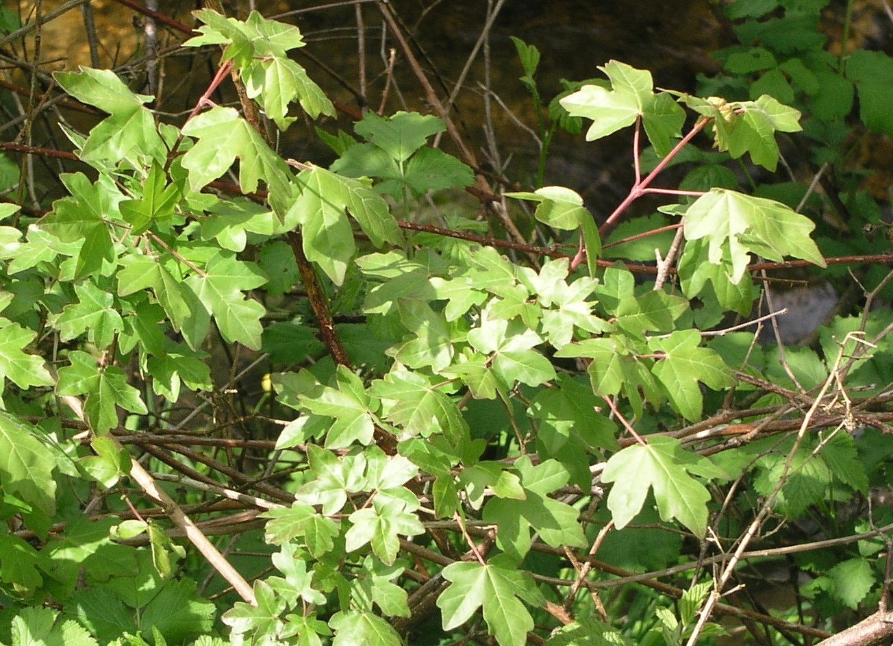 Vorschaubild zu campestre