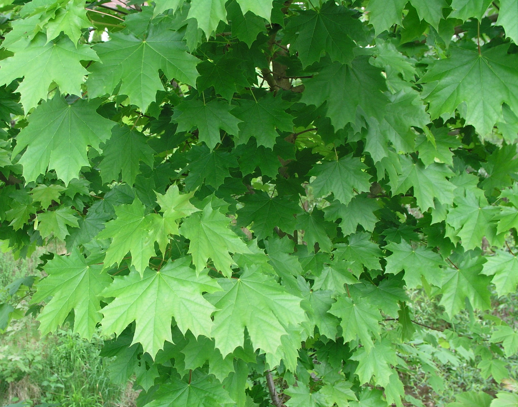 Vorschaubild zu platanoides