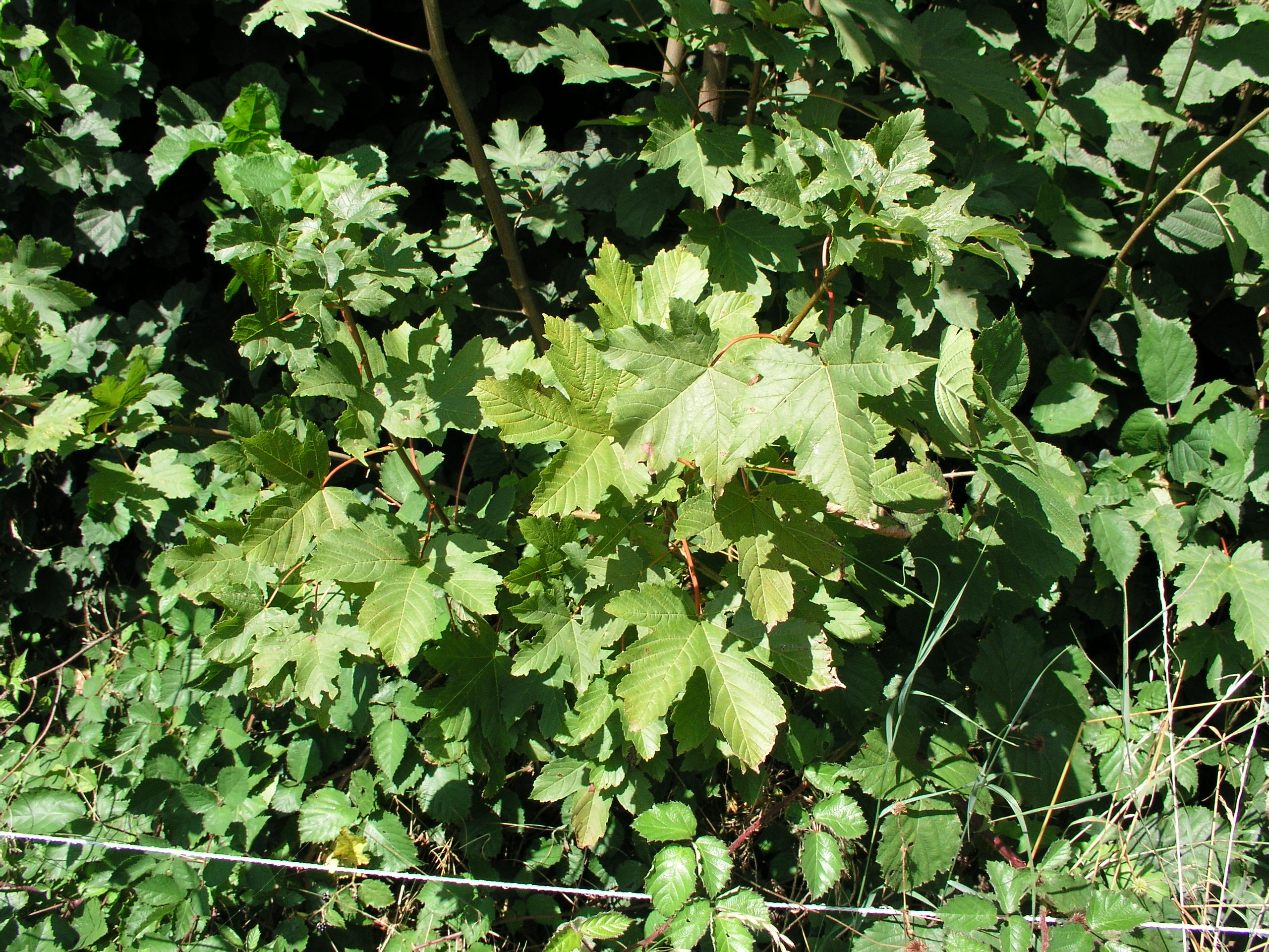 Vorschaubild zu pseudoplatanus