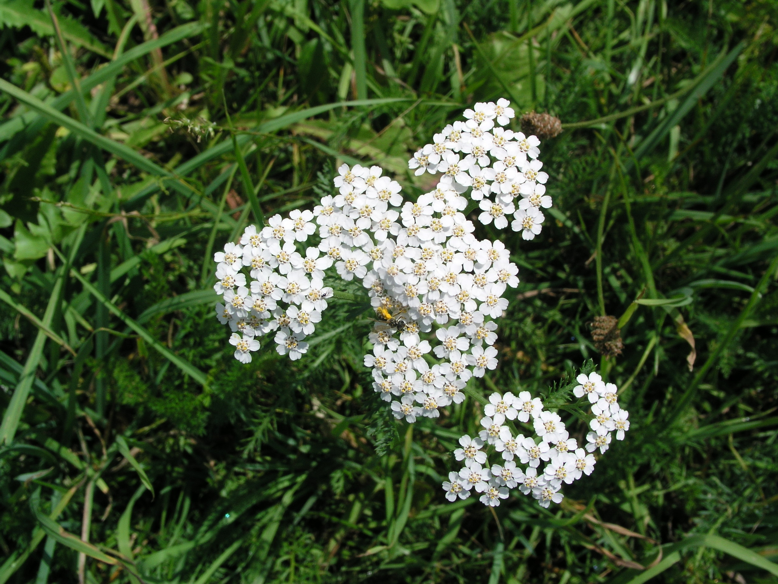 Vorschaubild zu millefolium