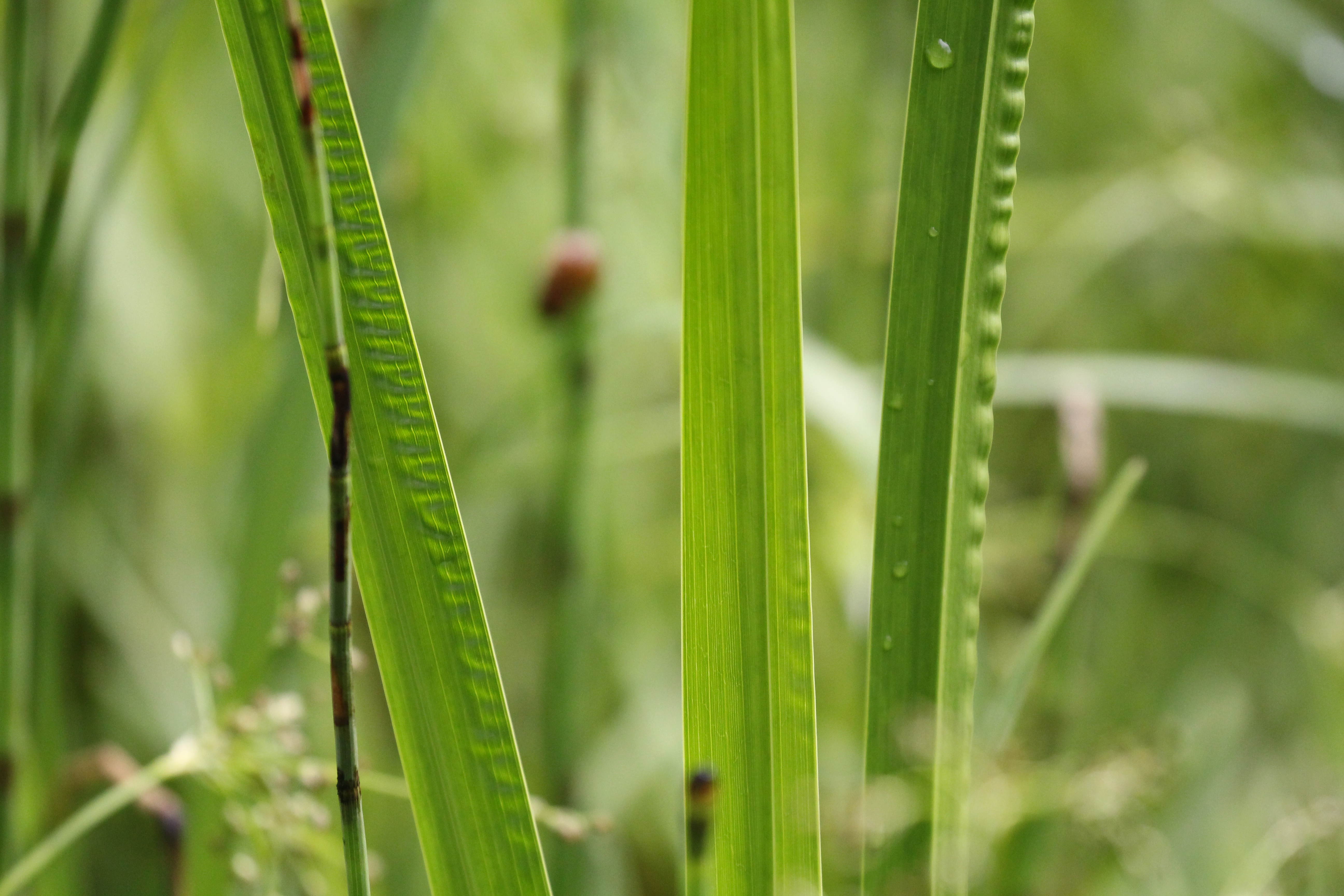 Vorschaubild zu calamus