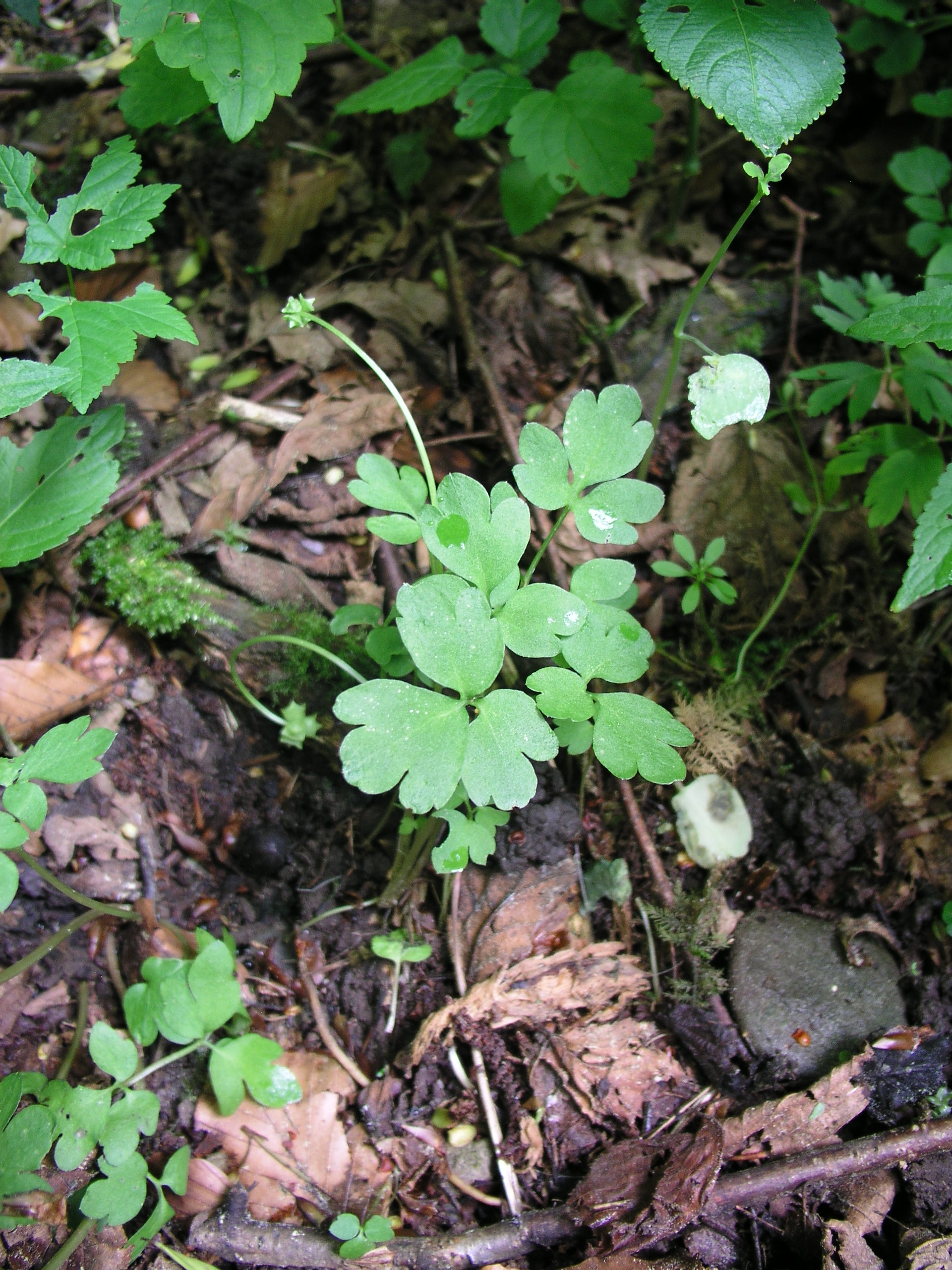 Vorschaubild zu moschatellina