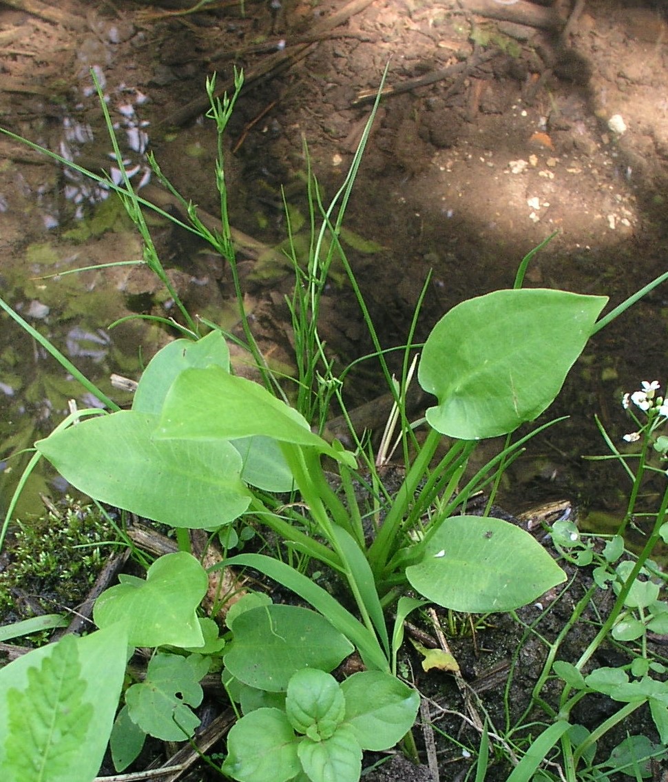 Vorschaubild zu plantago-aquatica