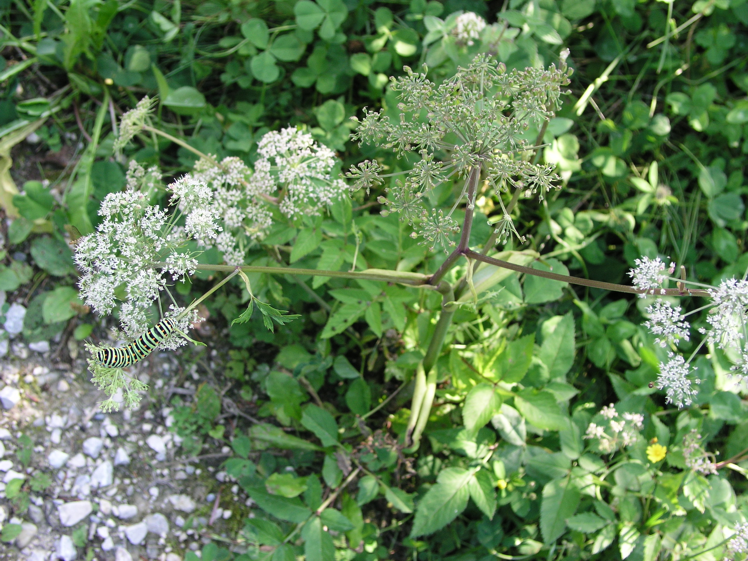 Vorschaubild zu sylvestris