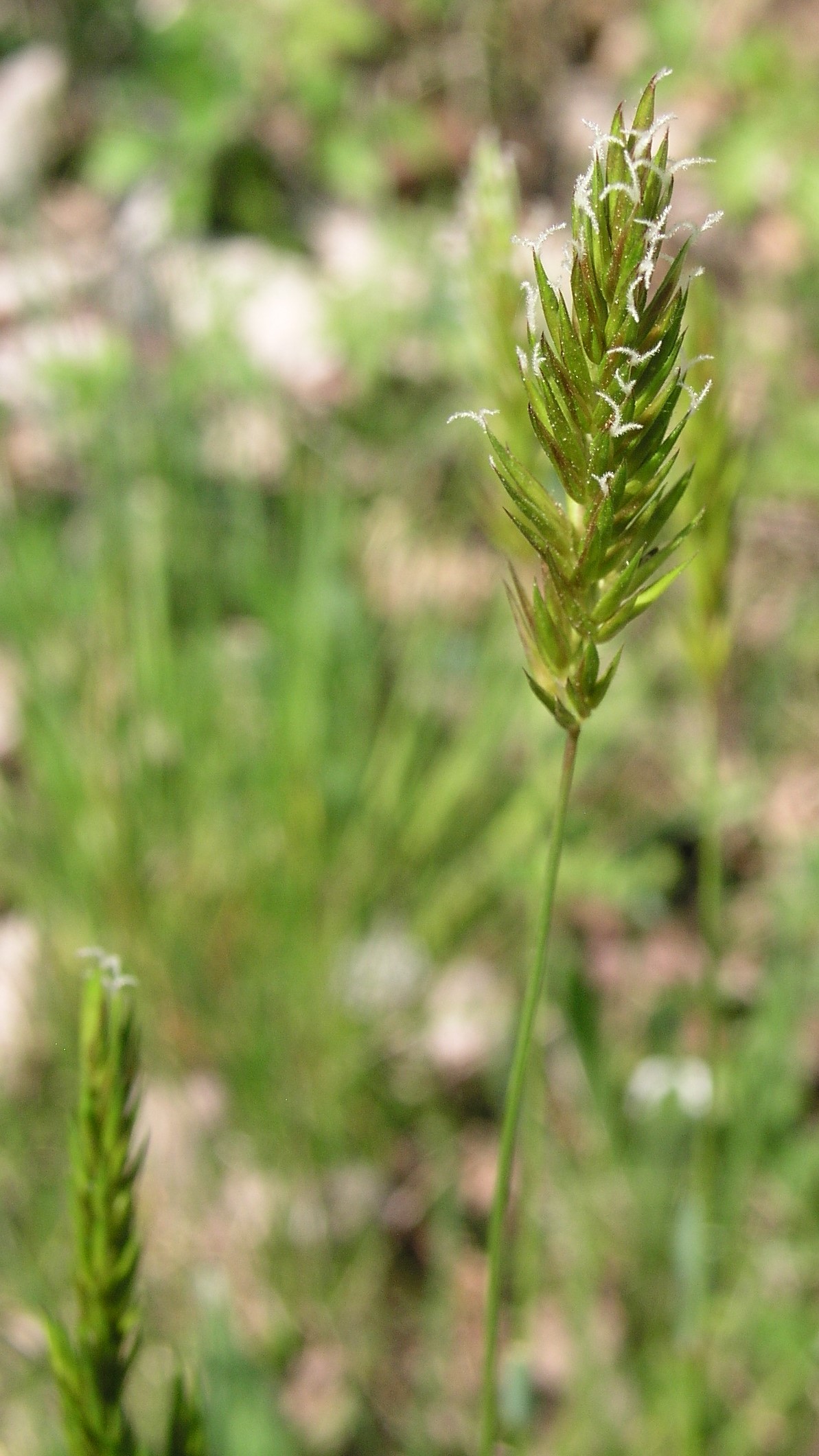 Vorschaubild zu odoratum