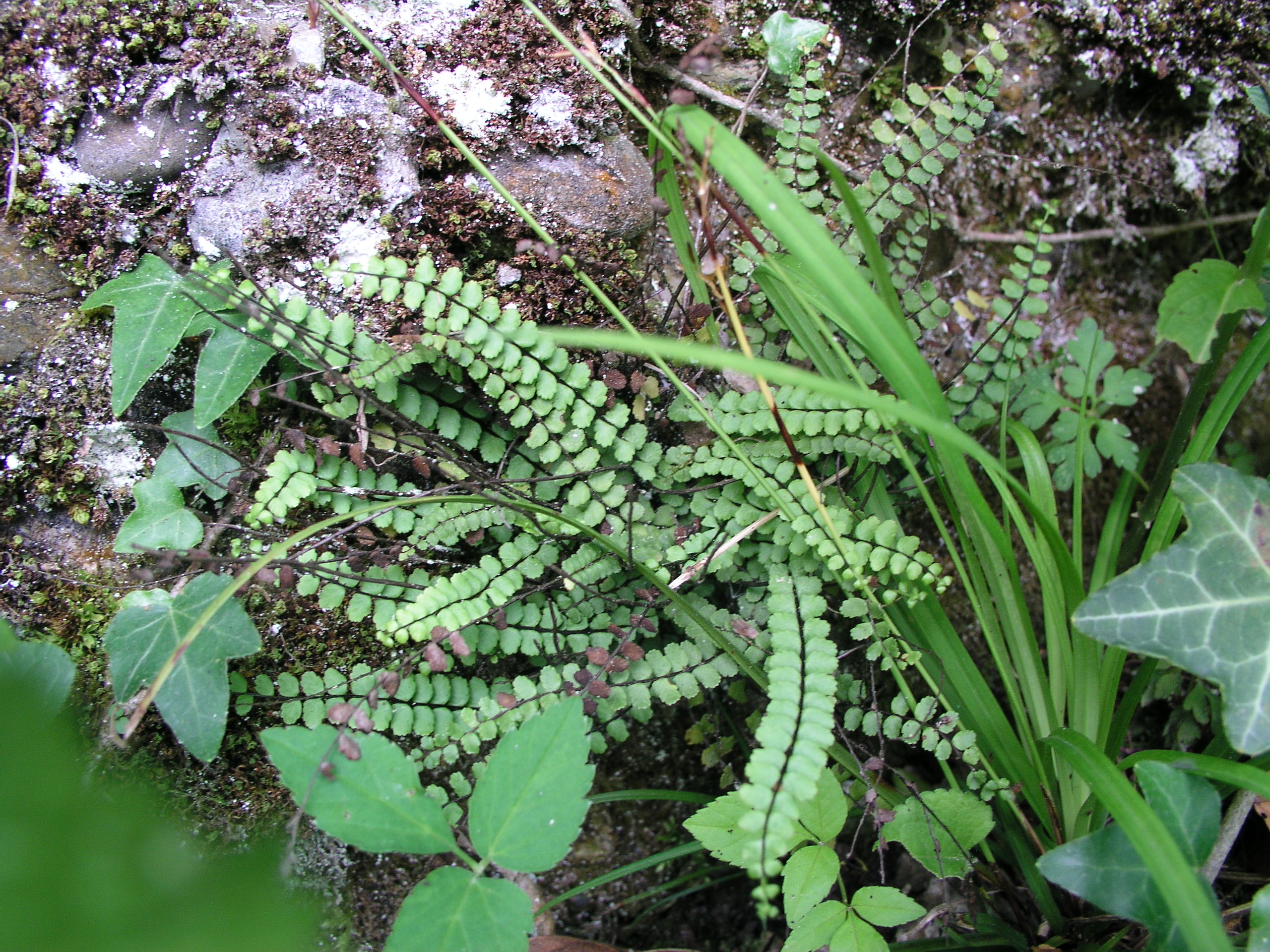 Vorschaubild zu trichomanes