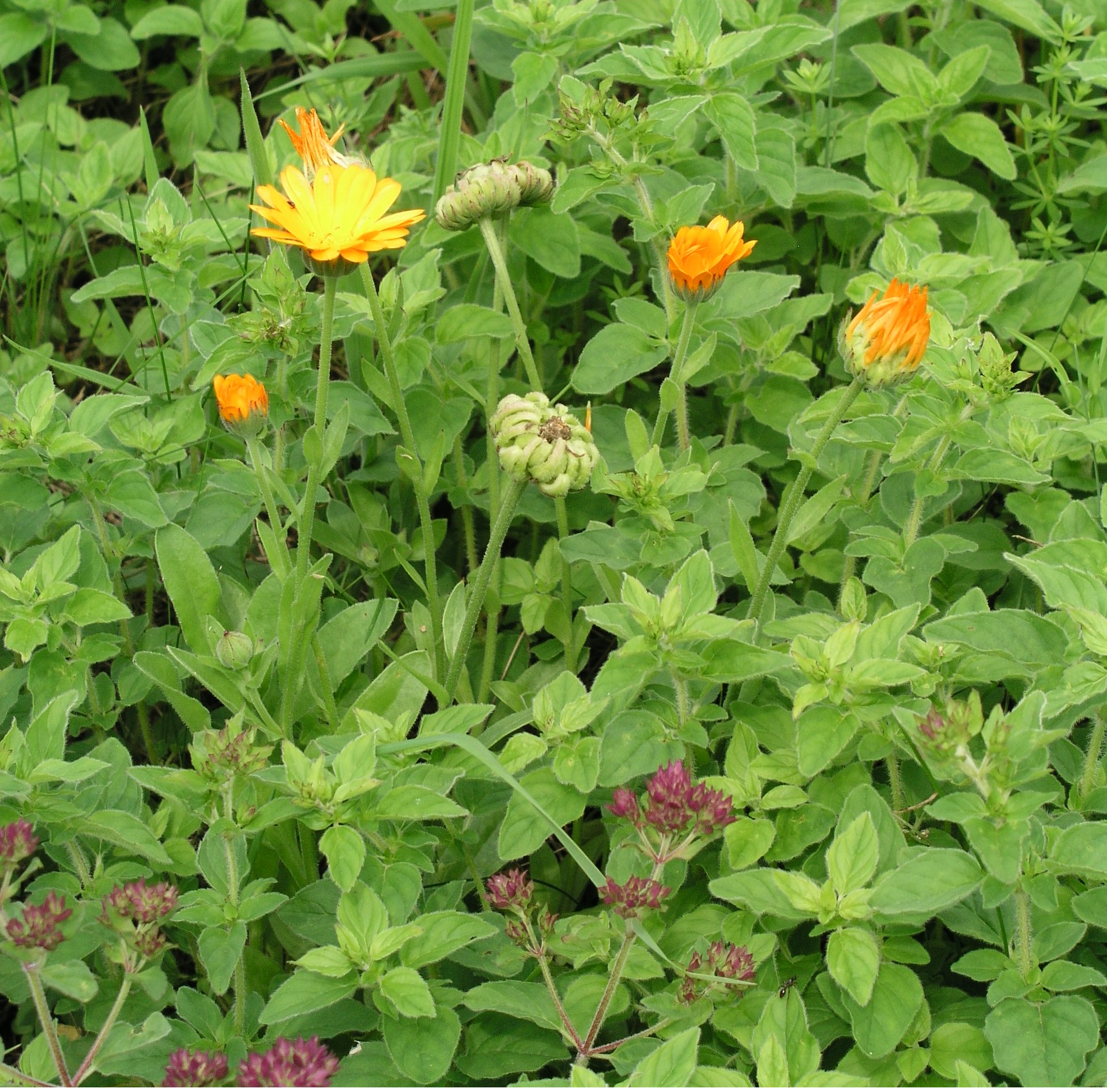 Vorschaubild zu officinalis