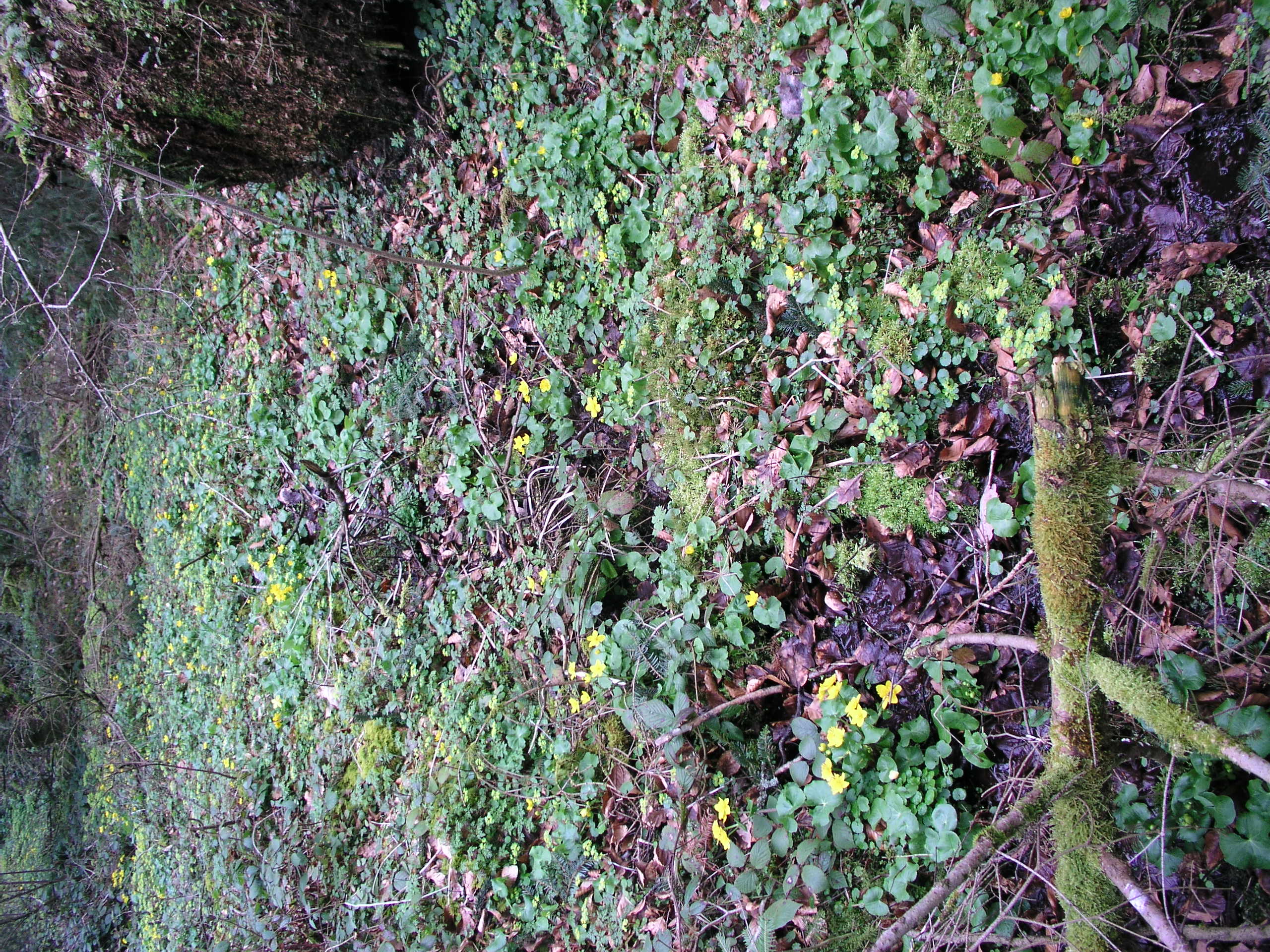 Vorschaubild zu palustris