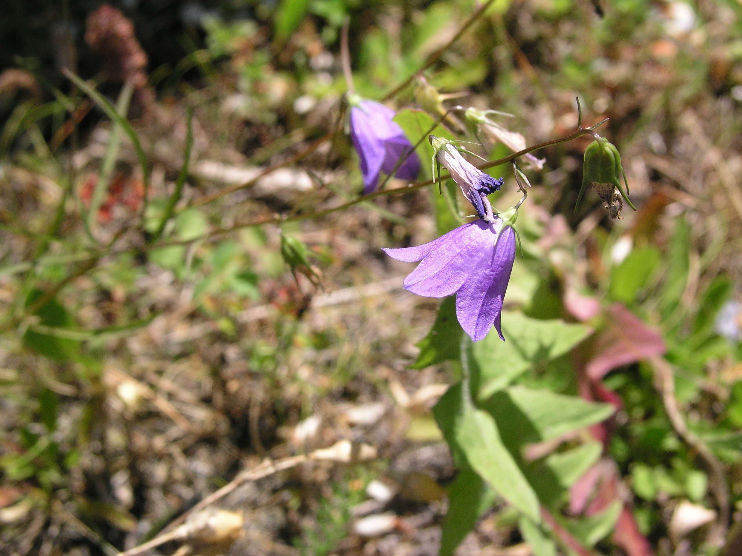 Vorschaubild zu rotundifolia