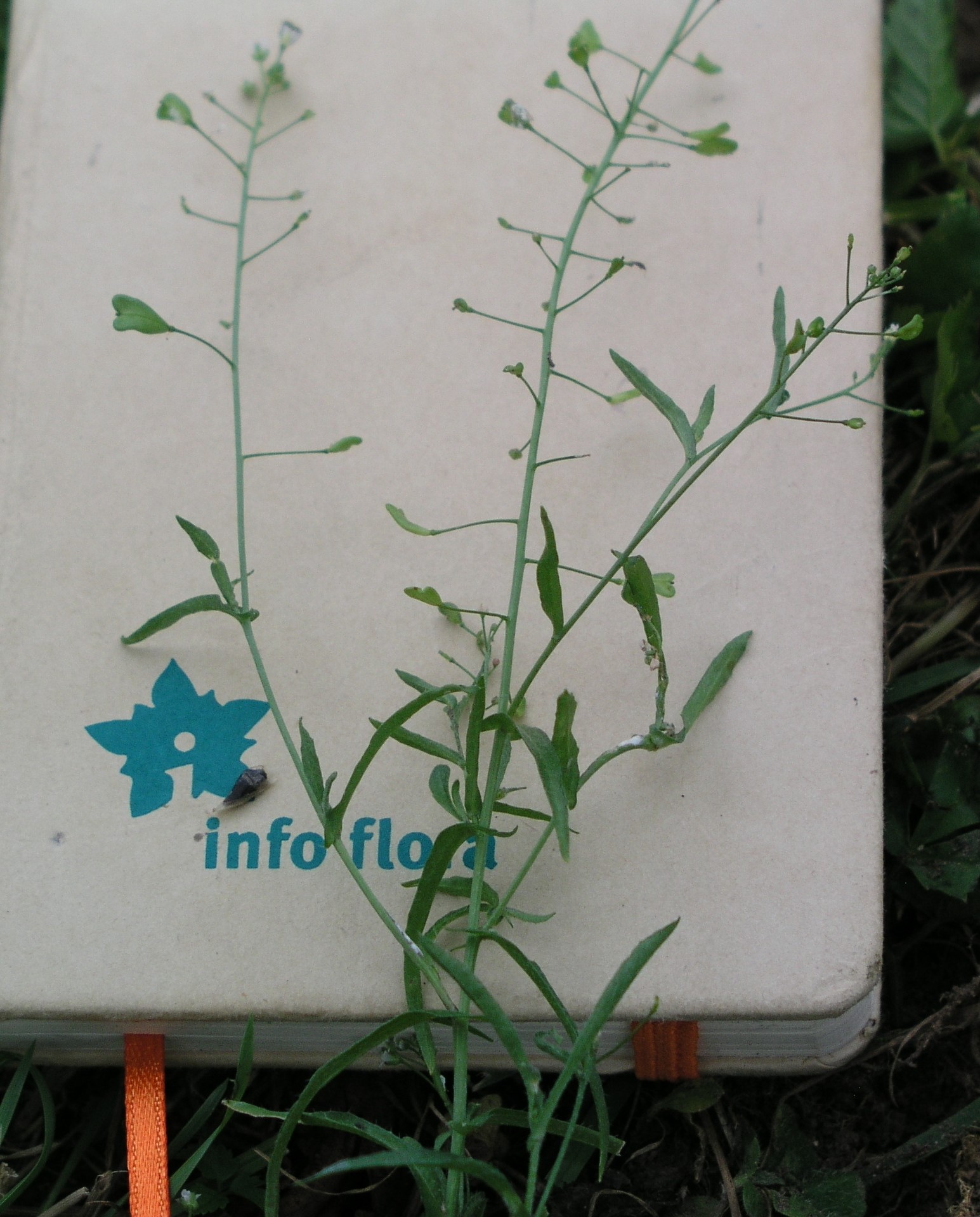 Vorschaubild zu bursa-pastoris