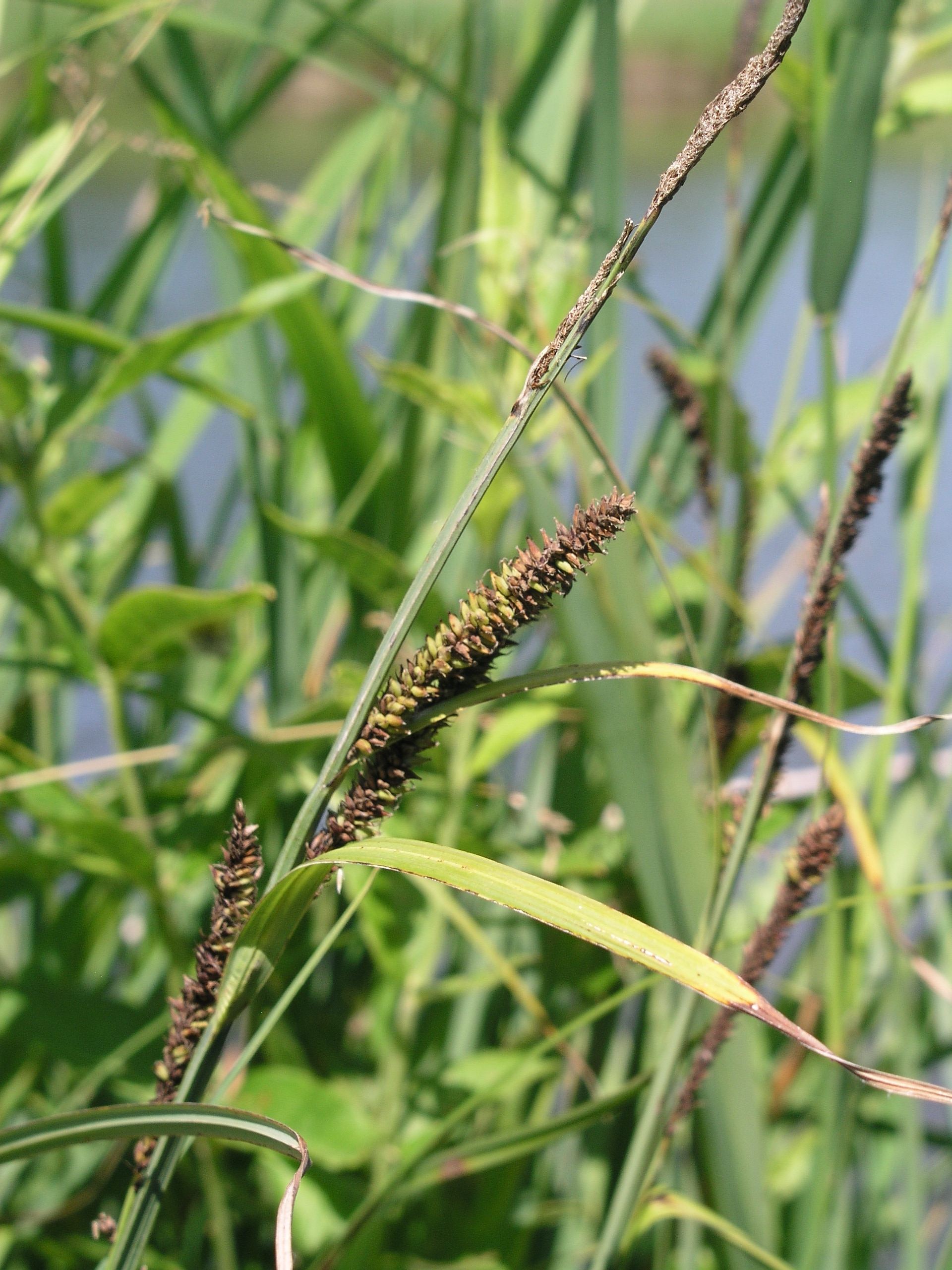 Vorschaubild zu acutiformis