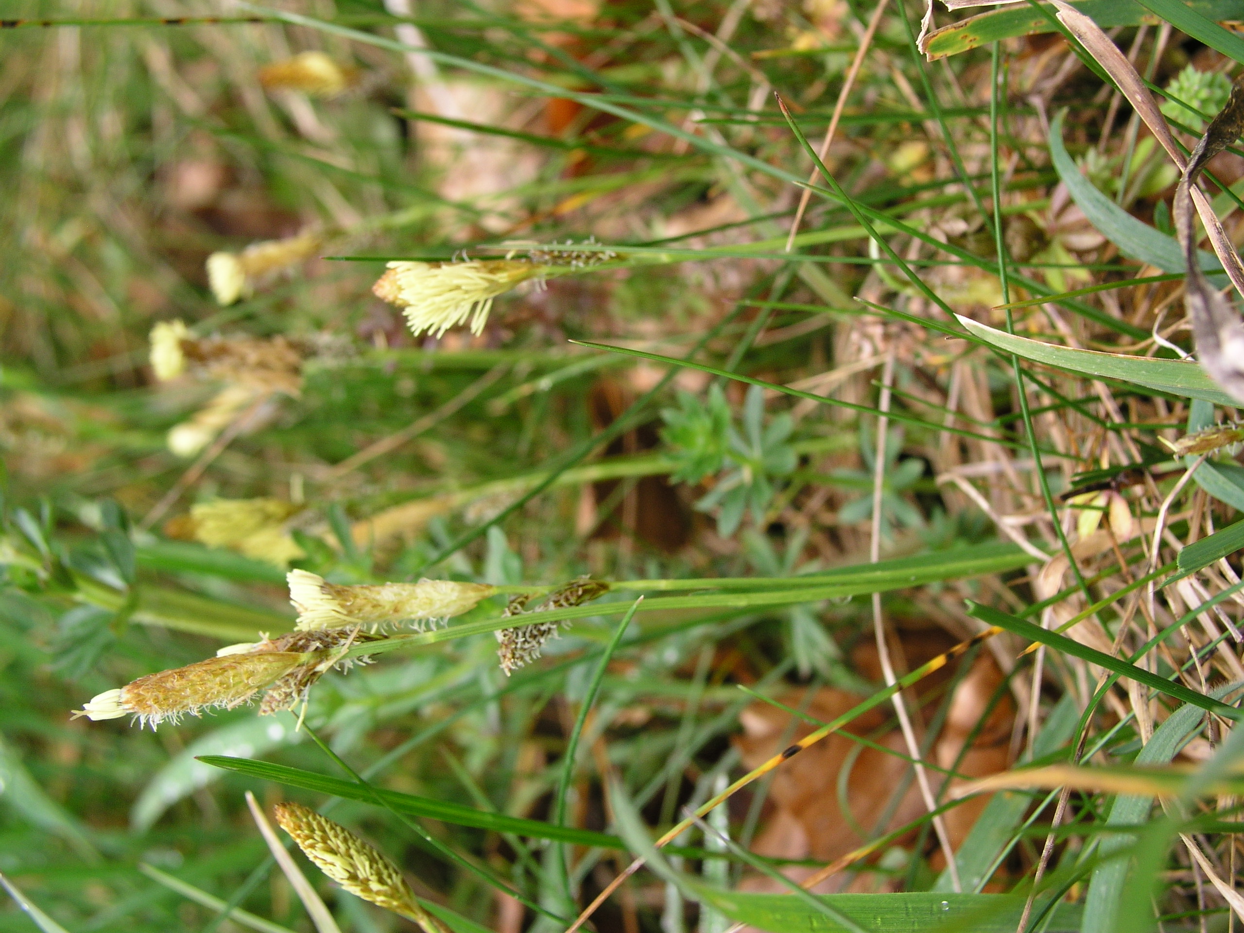 Vorschaubild zu caryophyllea