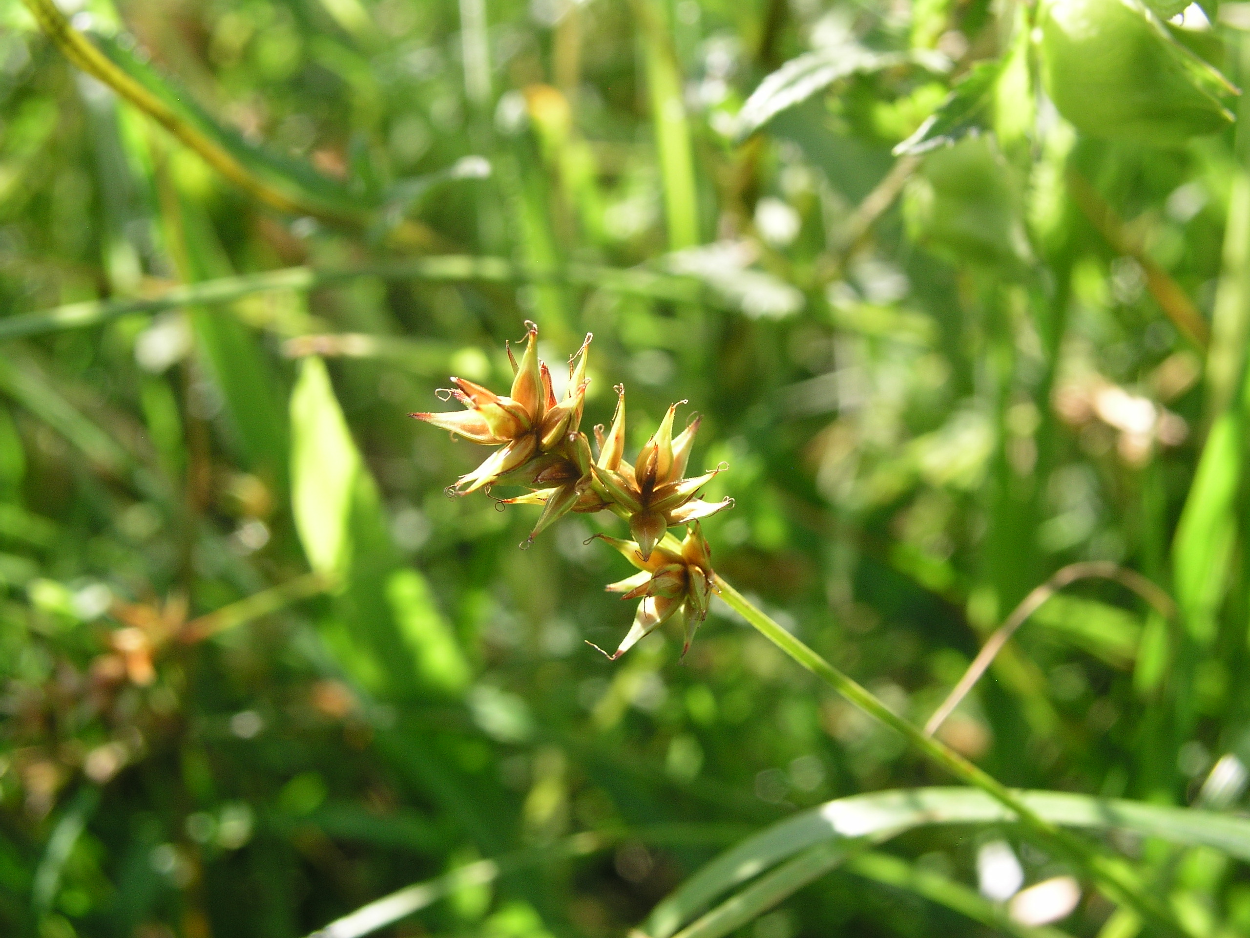 Vorschaubild zu spicata