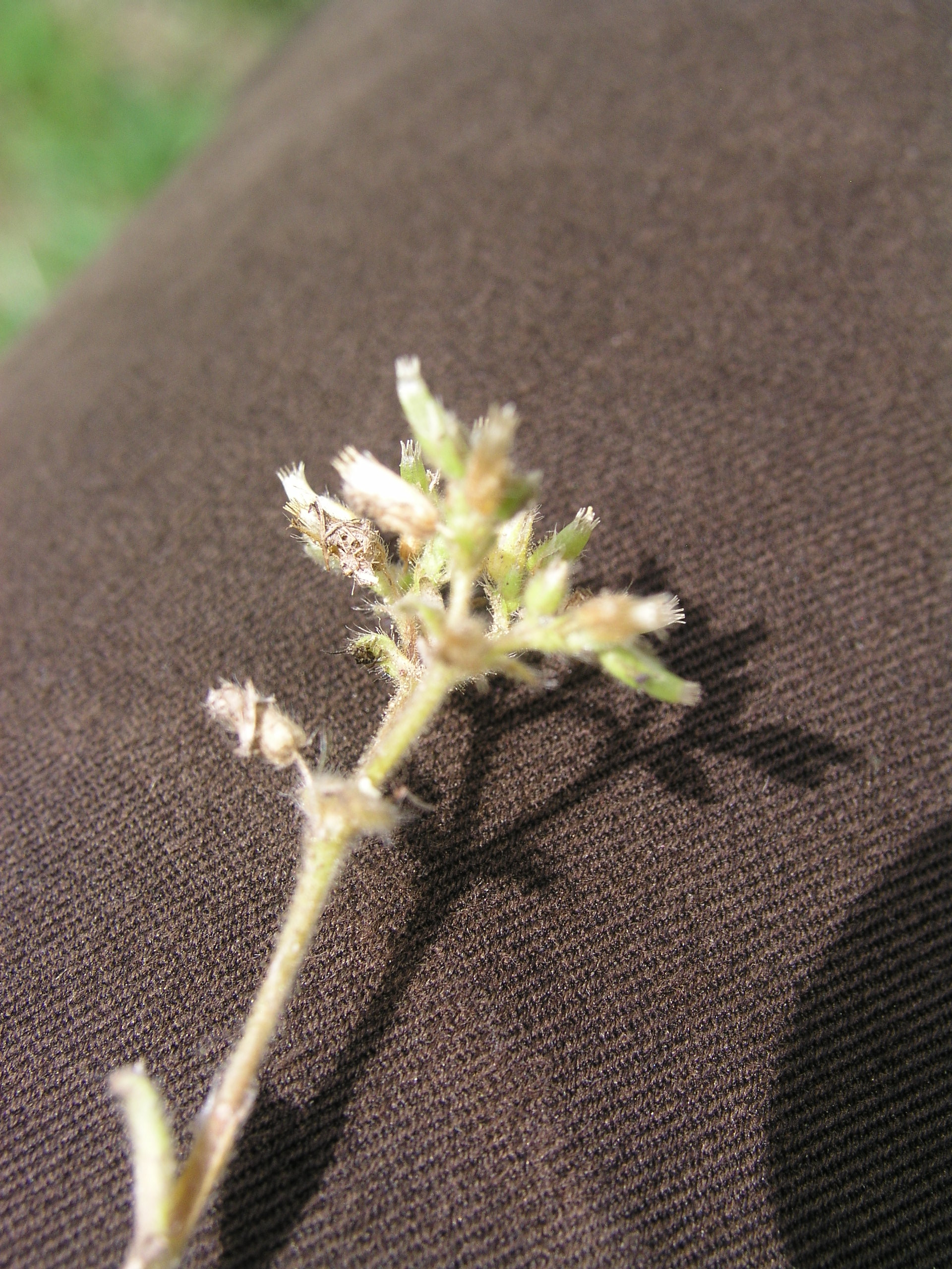 Vorschaubild zu glomeratum