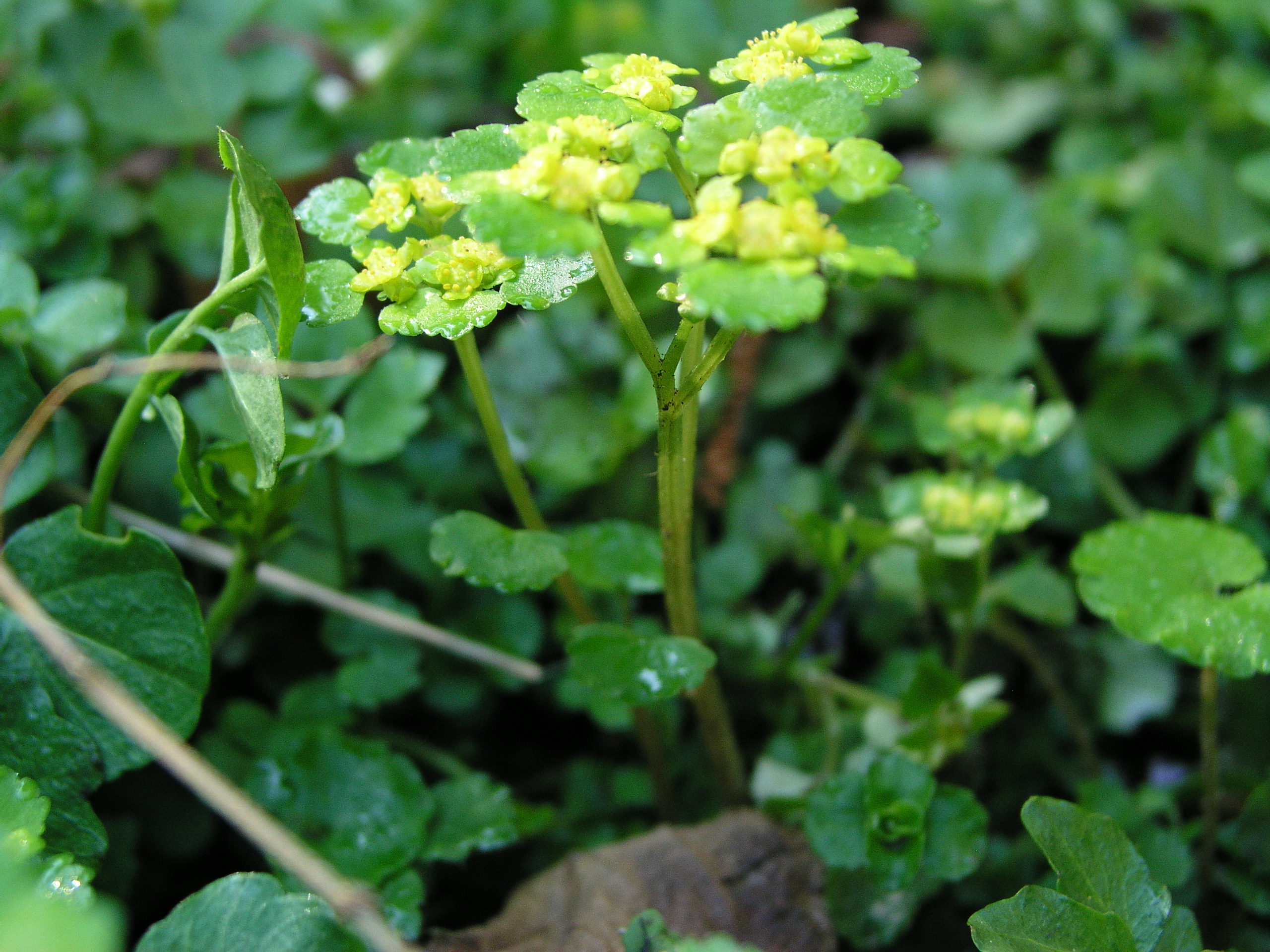 Vorschaubild zu alternifolium