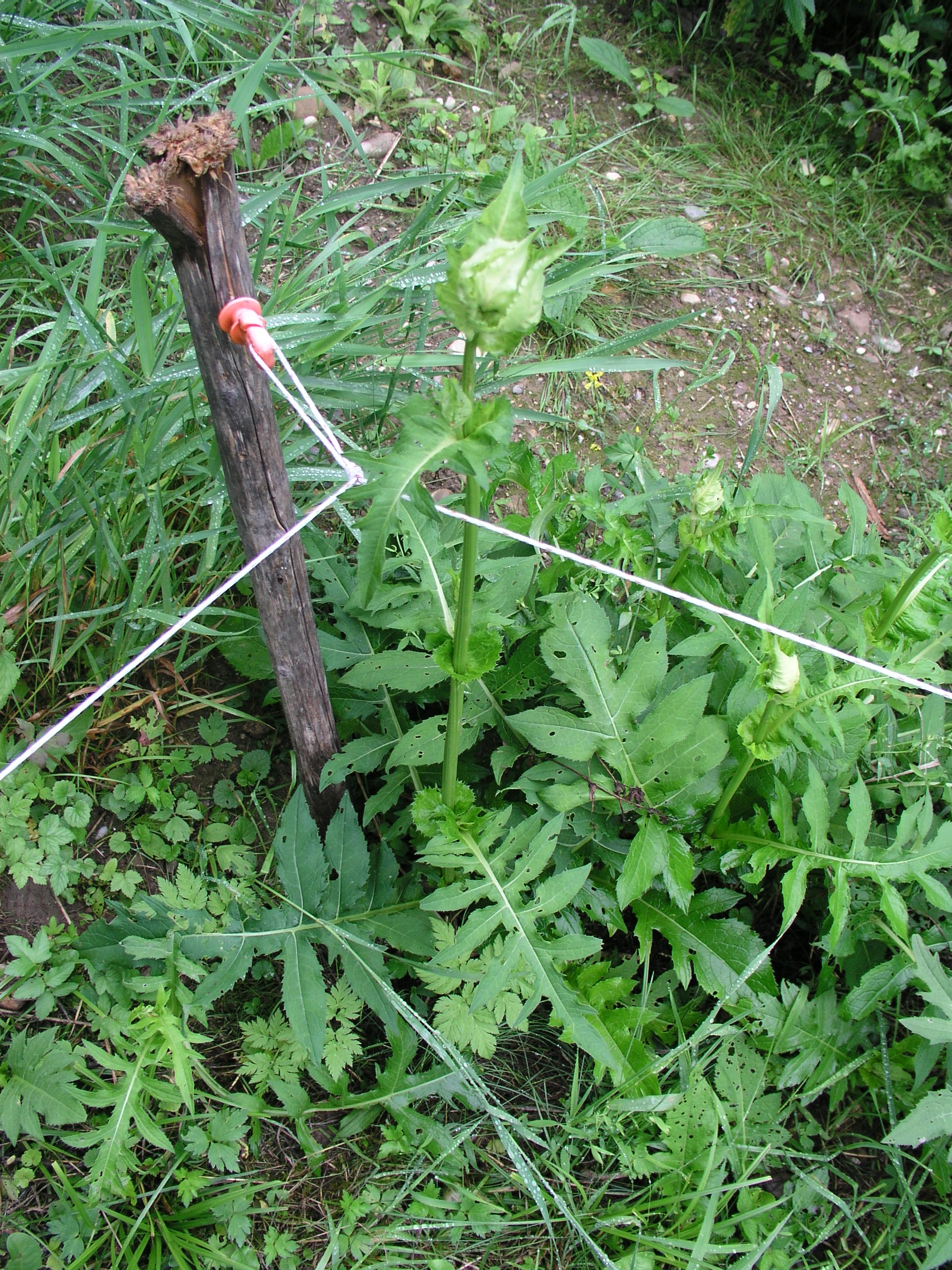 Vorschaubild zu oleraceum