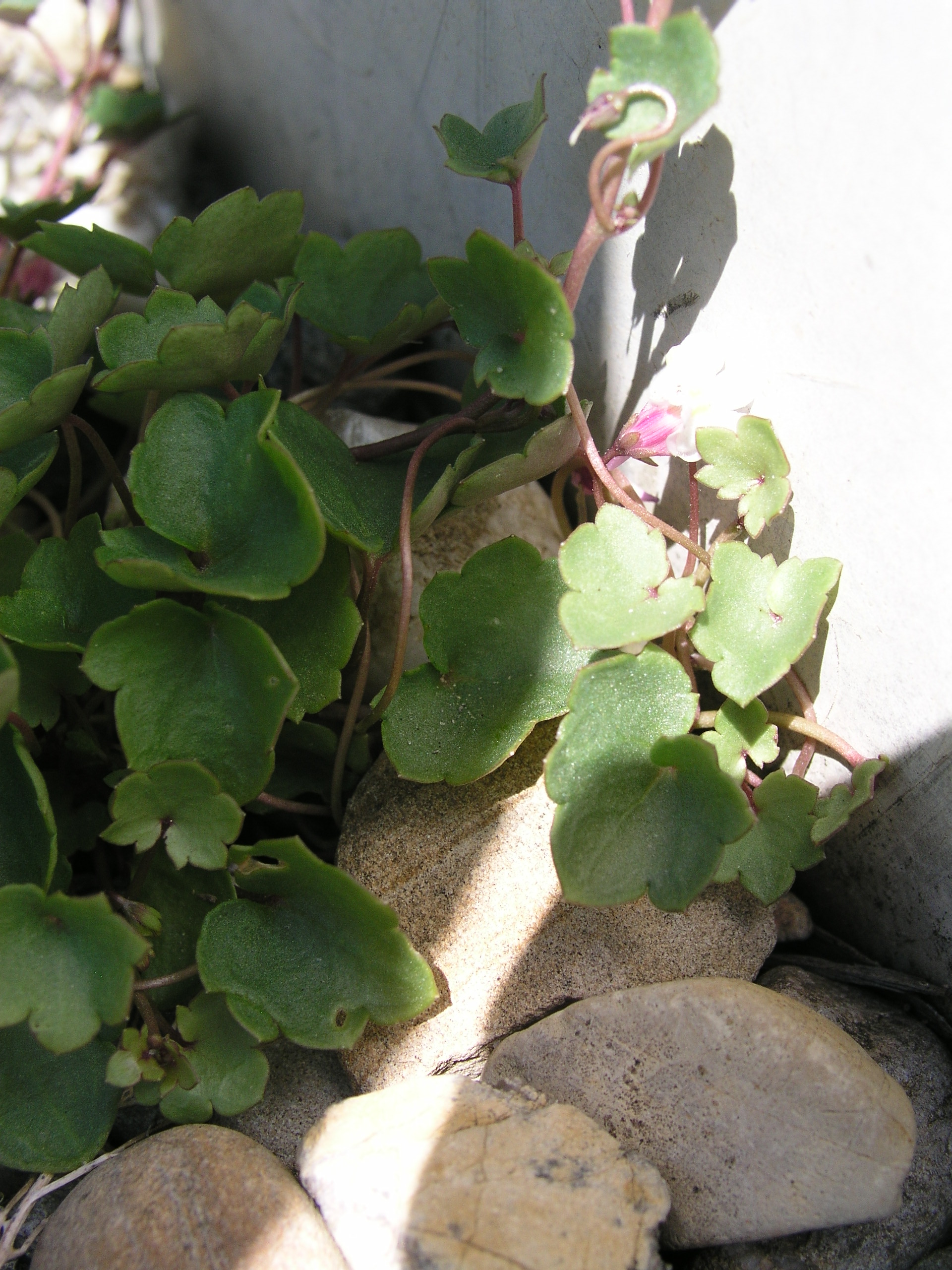 Vorschaubild zu muralis