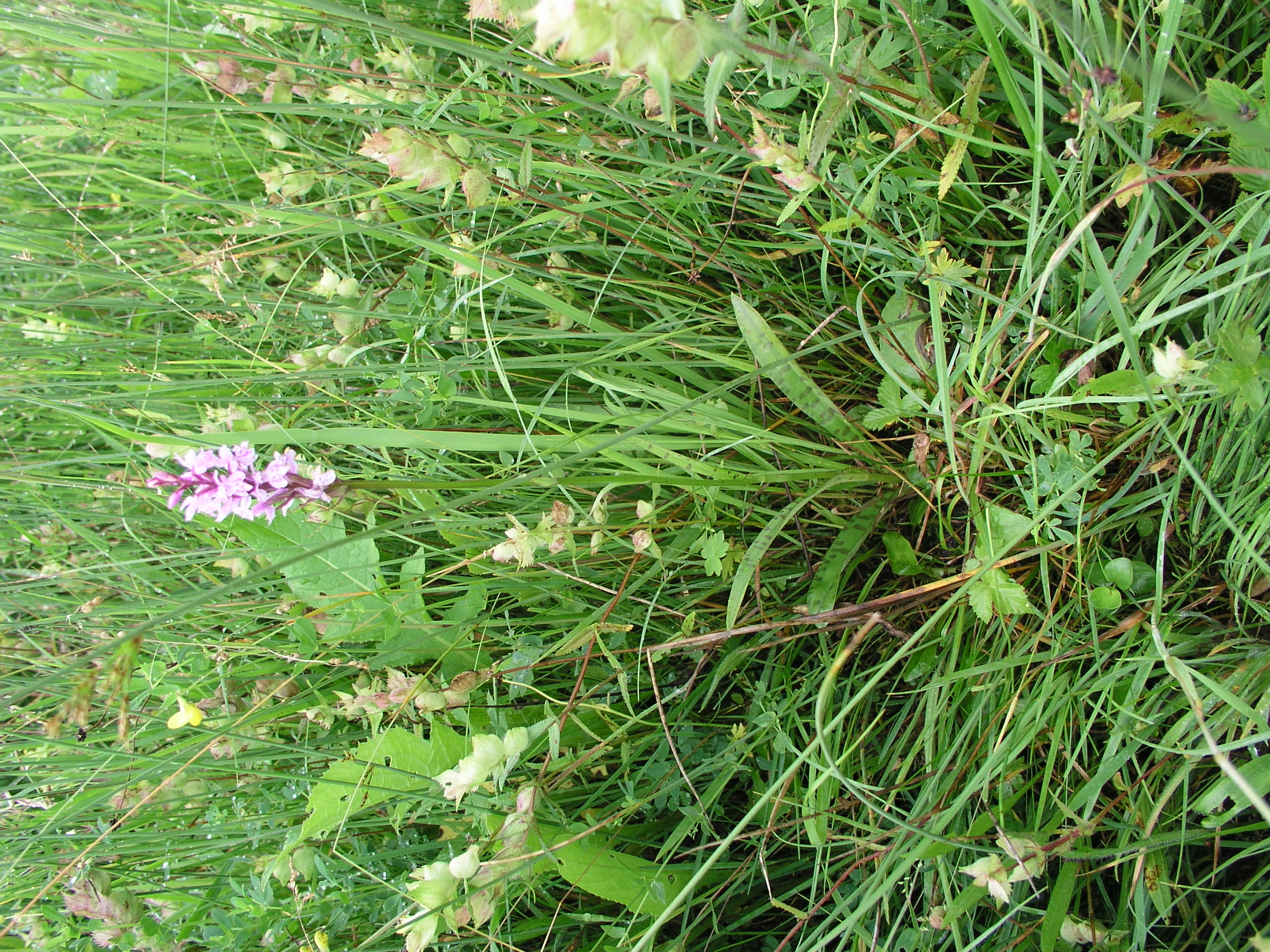 Vorschaubild zu maculata