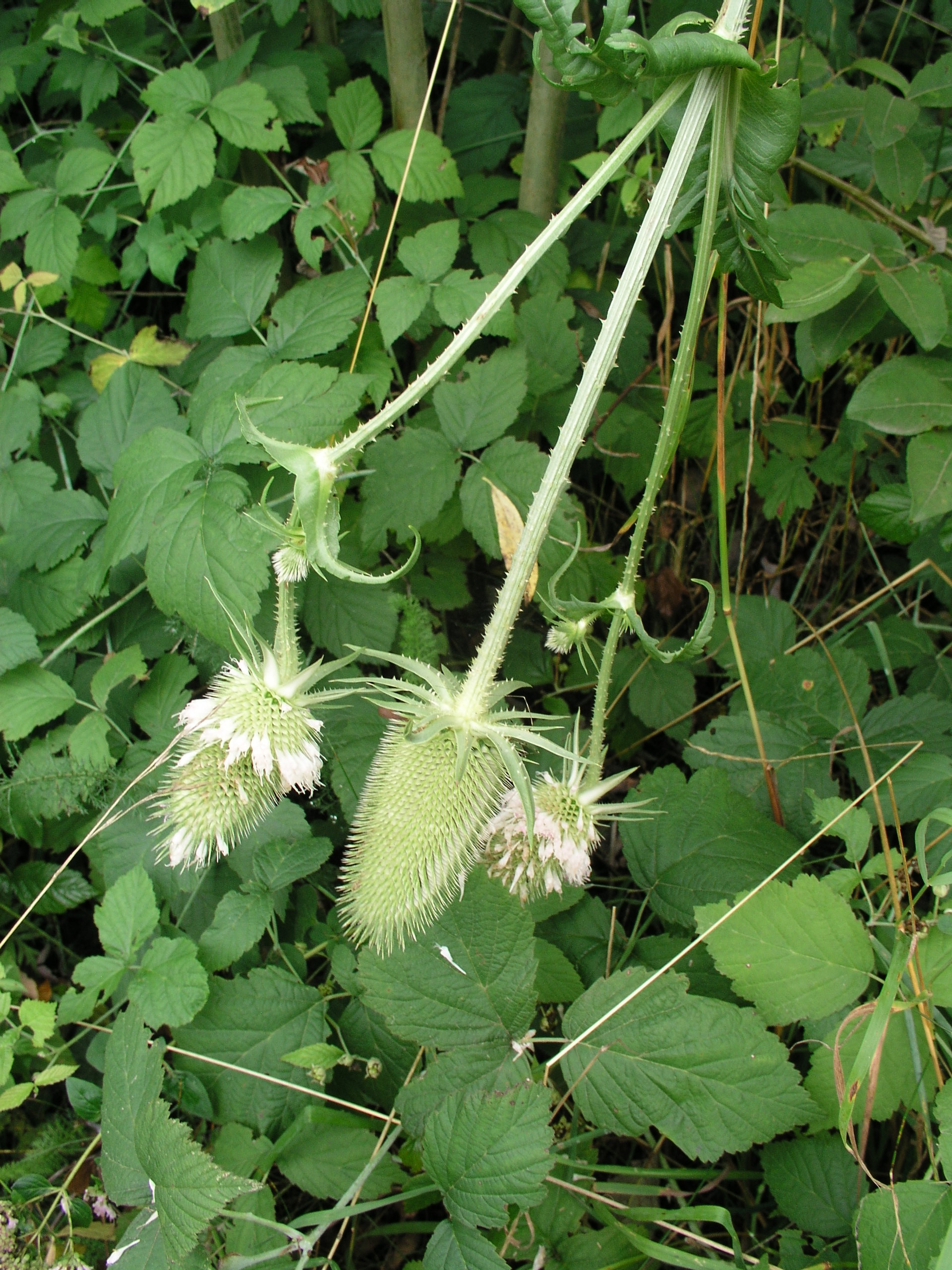 Vorschaubild zu laciniatus