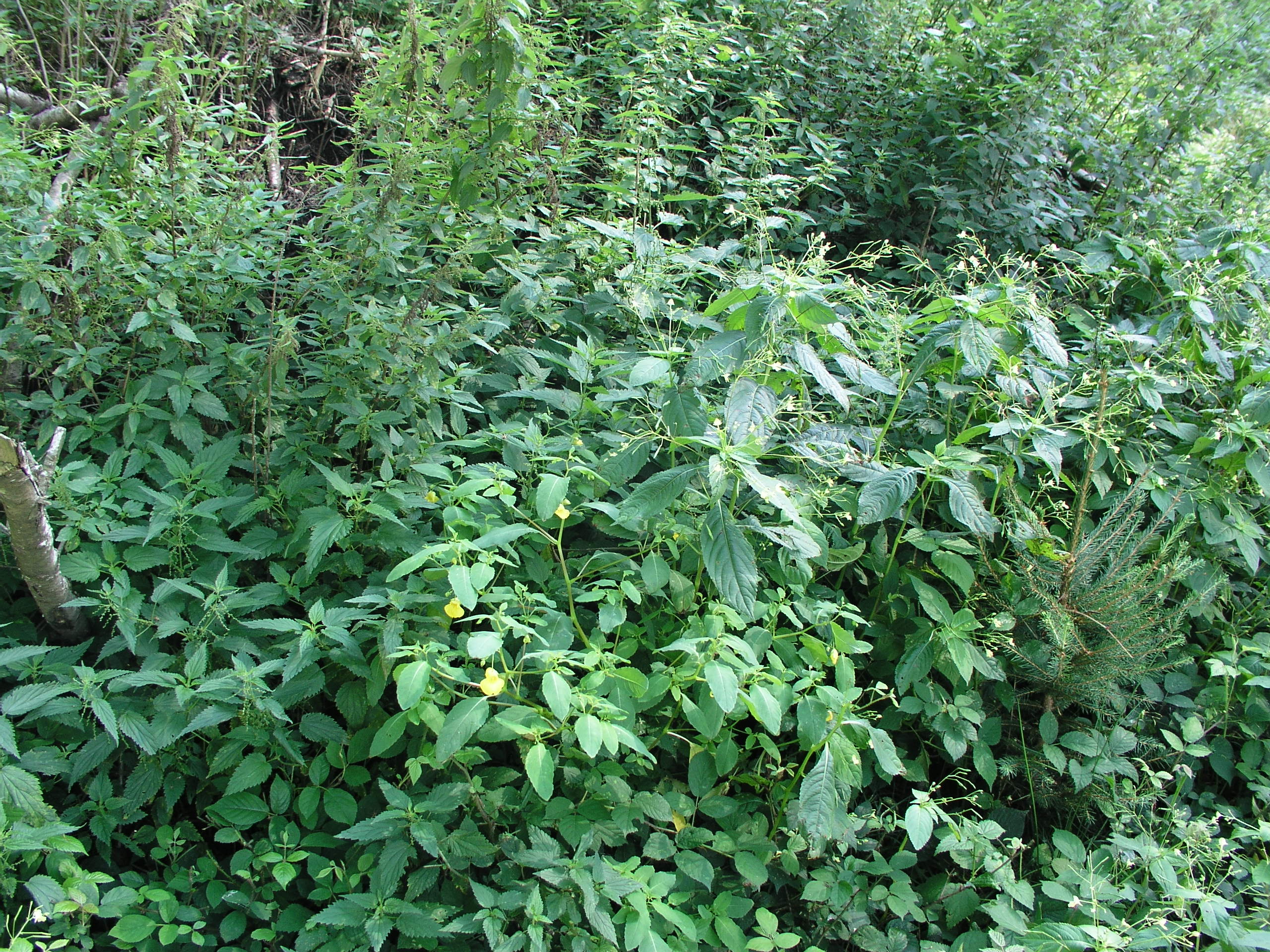 Vorschaubild zu parviflora
