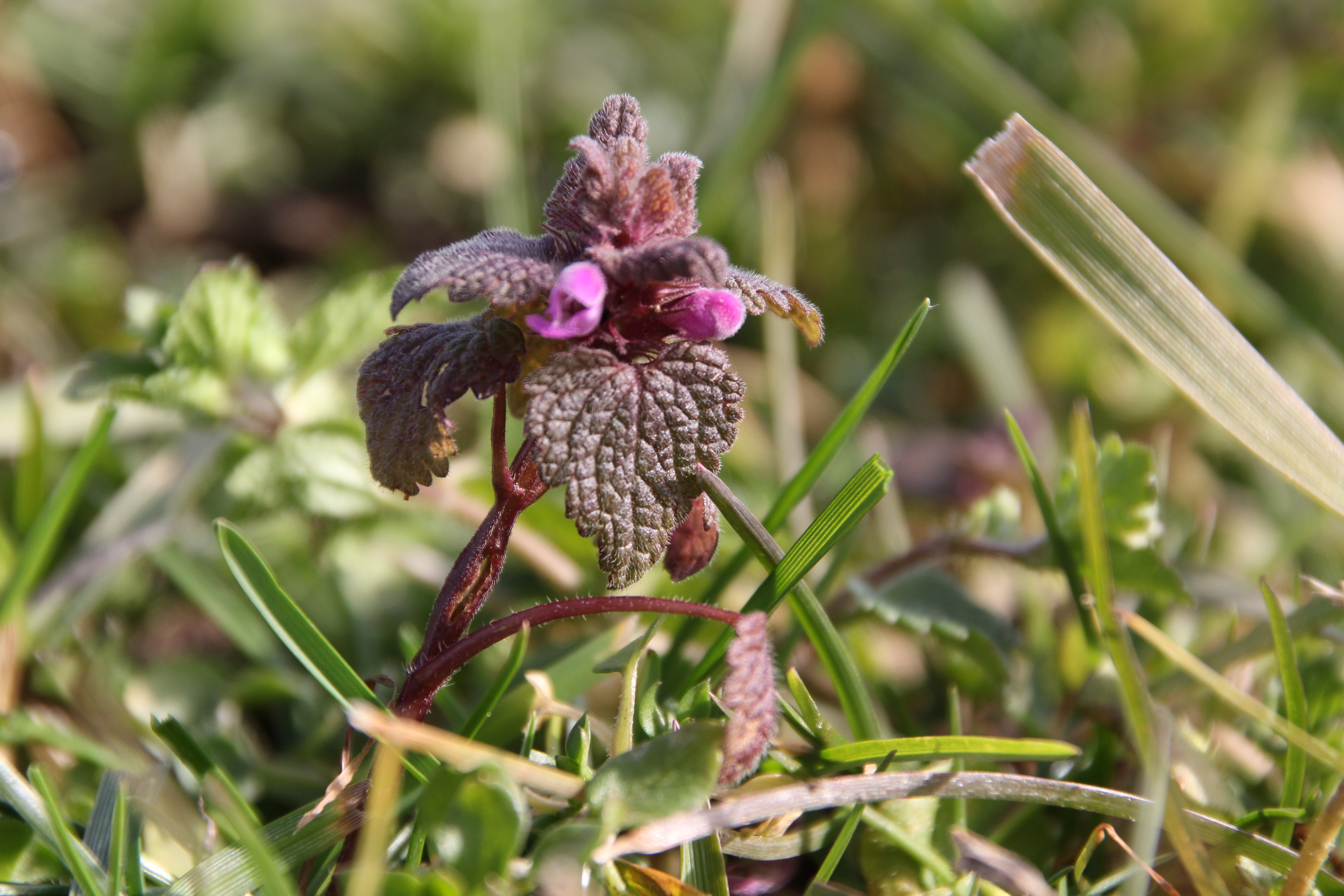 Vorschaubild zu purpureum
