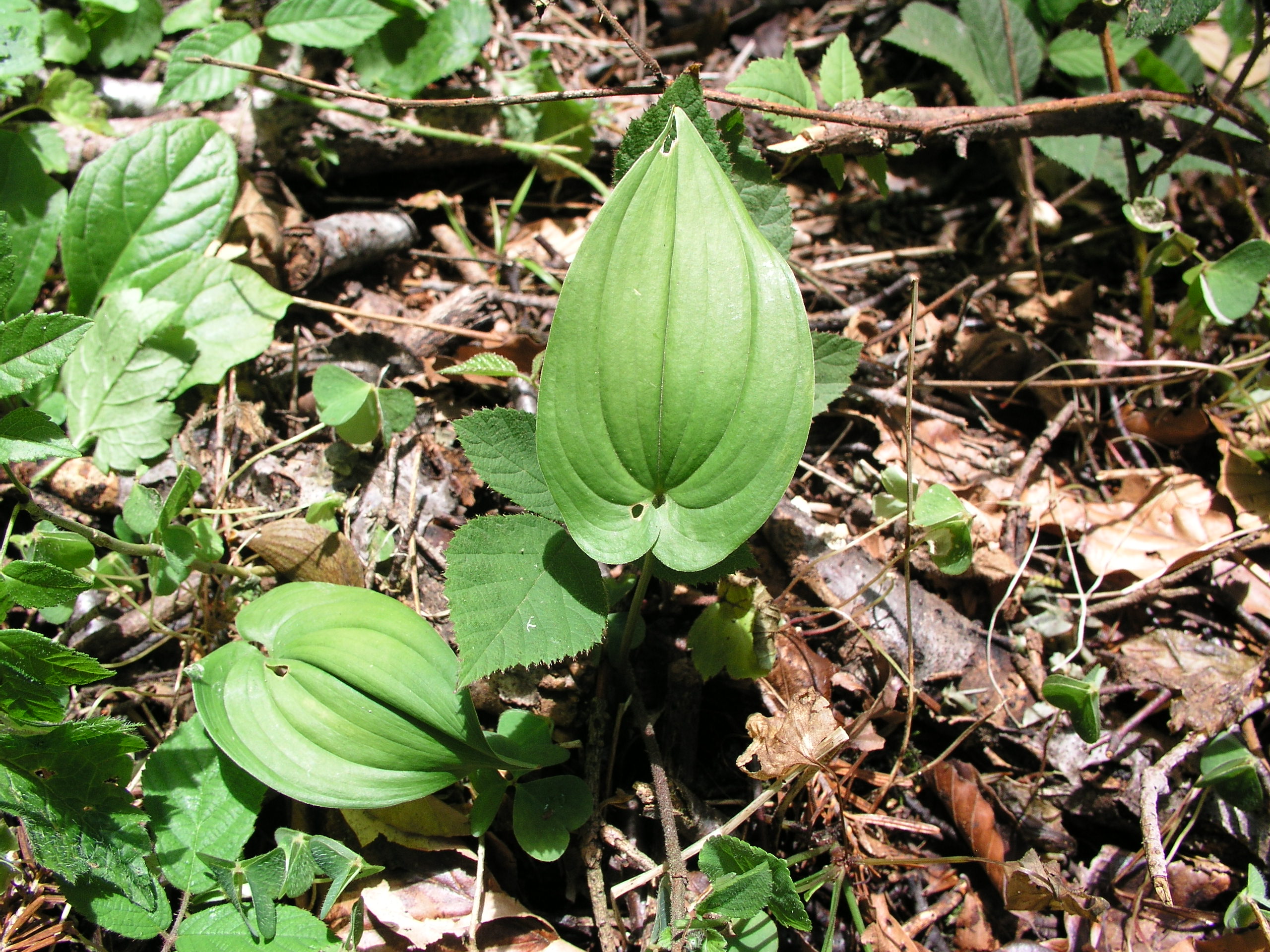 Vorschaubild zu bifolium