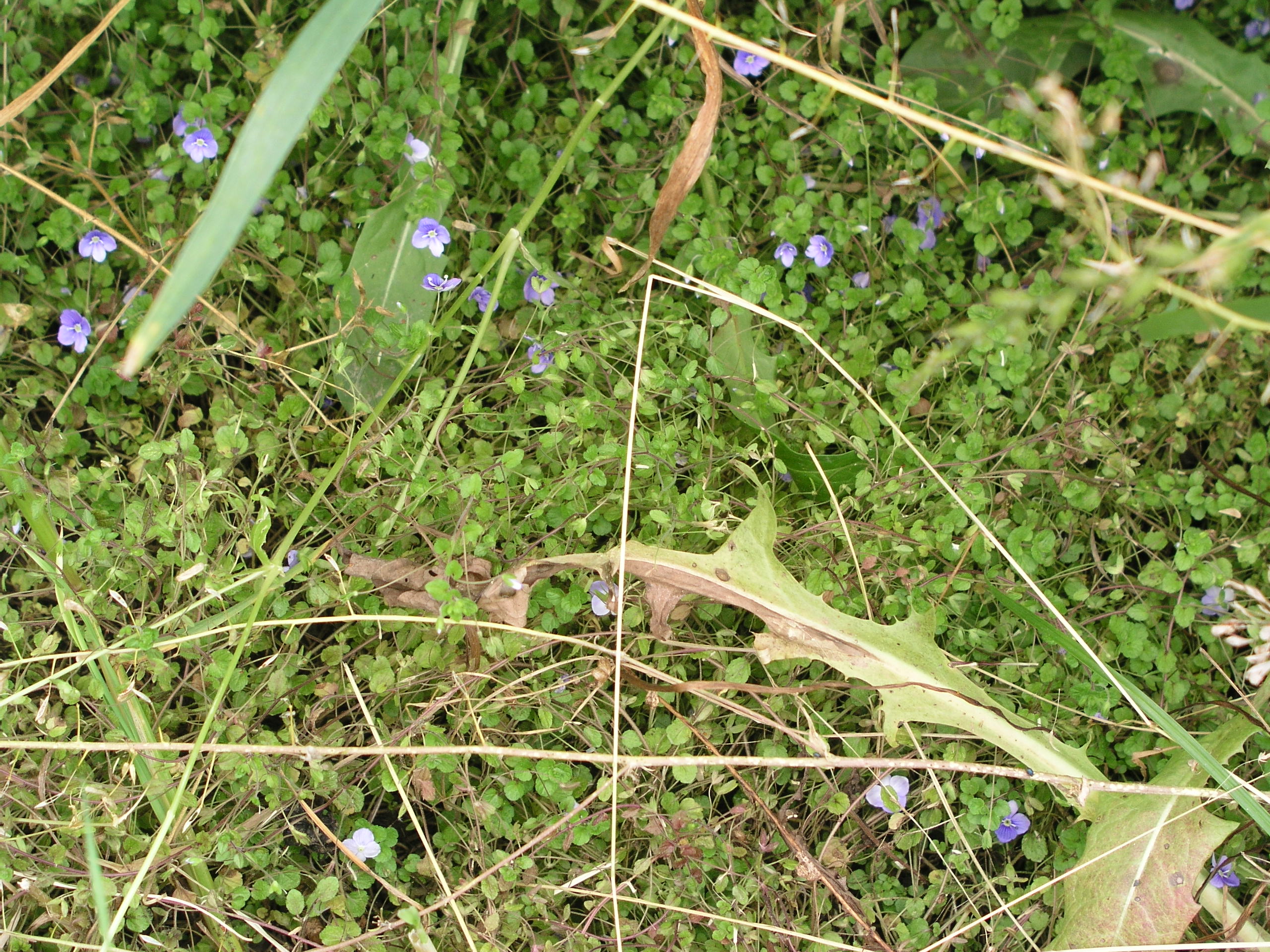Vorschaubild zu filiformis